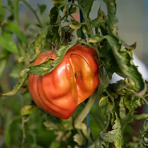 Bîrhală Brîndușa